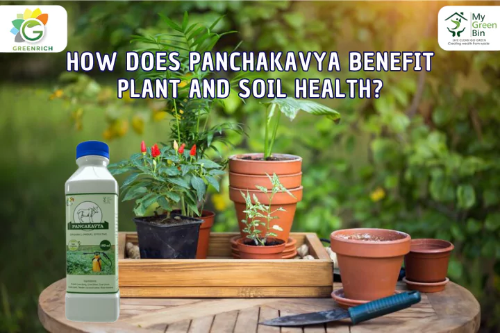 Embracing Panchakavya for Sustainable Gardening